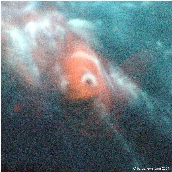 Nemo – 23 January 2004