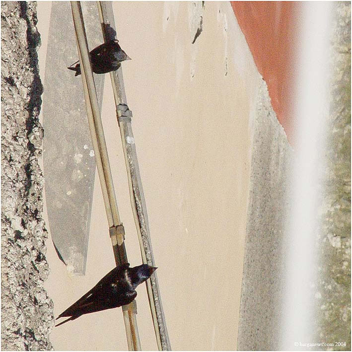 Swallows – 24 June 2004