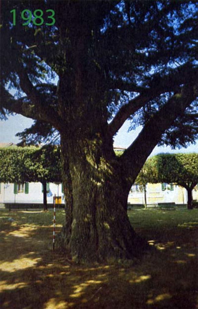 images from barga italy -66