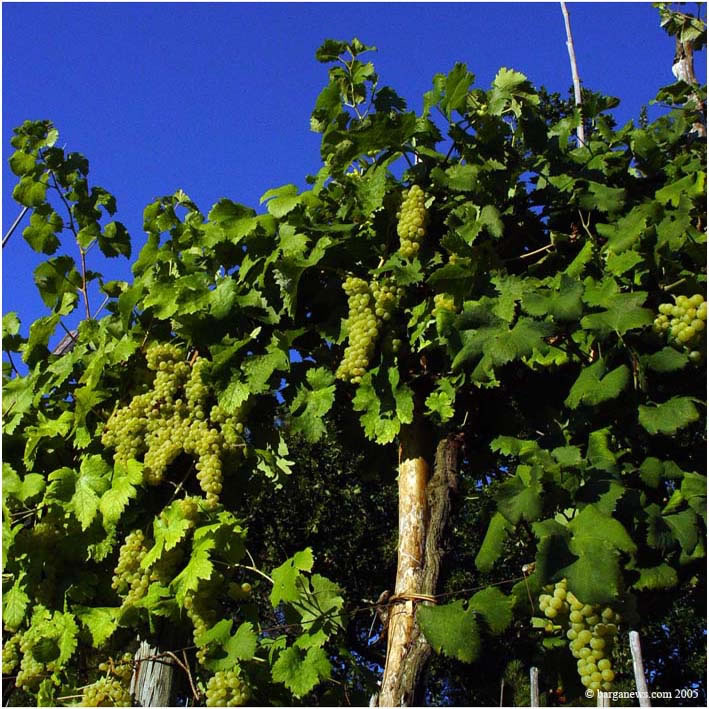 Barga Daily Image – 9 April 2005