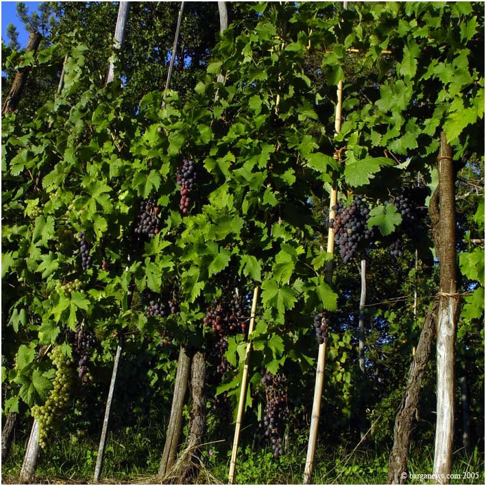 Barga Daily Image – 10 April 2005