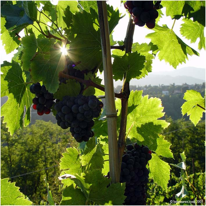 Barga Daily Image – 13 April 2005