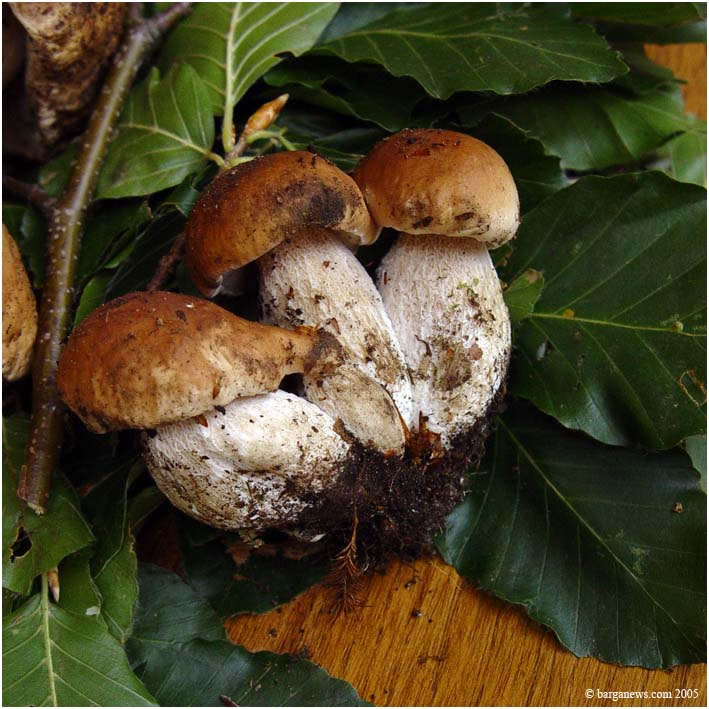 Barga Daily Image – 18 April 2005