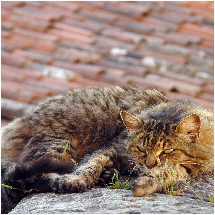 Barga Daily Image – 7 May 2005