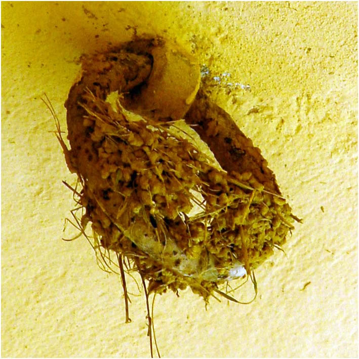 Barga Daily Image – 18 May 2005