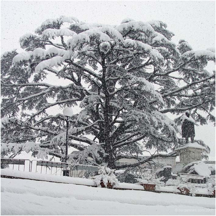 Barga Daily Image – 20 June 2005