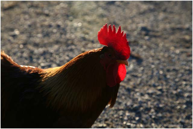 Barga Daily Image – 5 January 2007