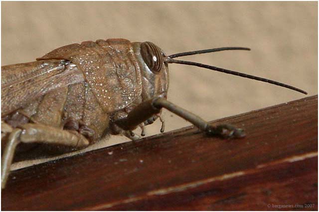 Barga Daily Image – 30 January 2007