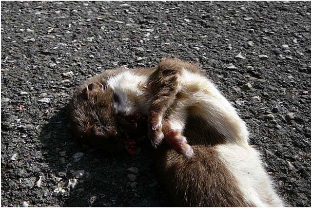 Barga Daily Image – 27 March 2007