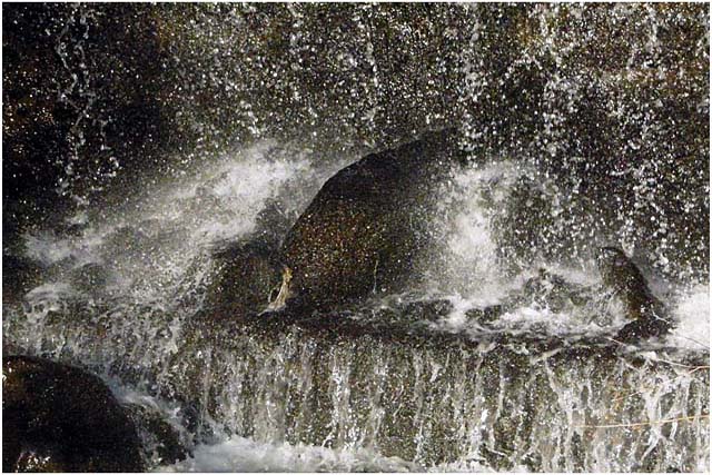 Barga Daily Image – 29 March 2007