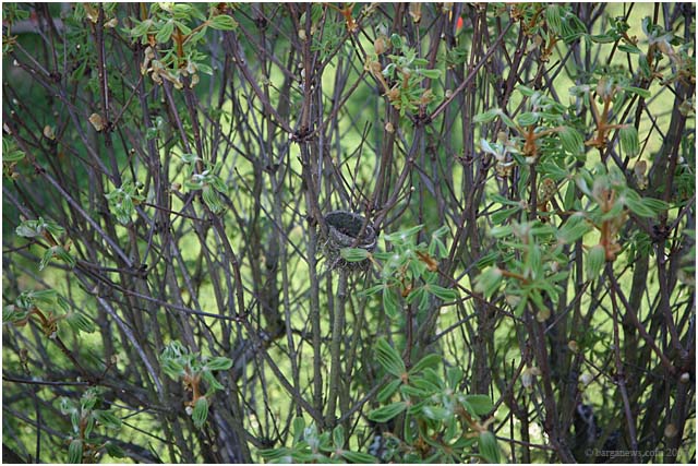 Barga Daily Image – 16 April 2007