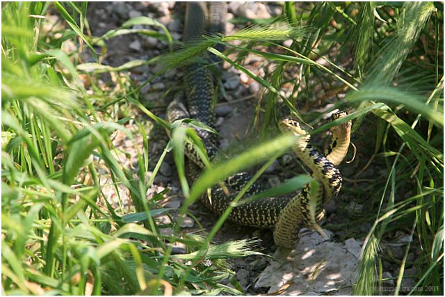 Barga Daily Image – 26 April 2007