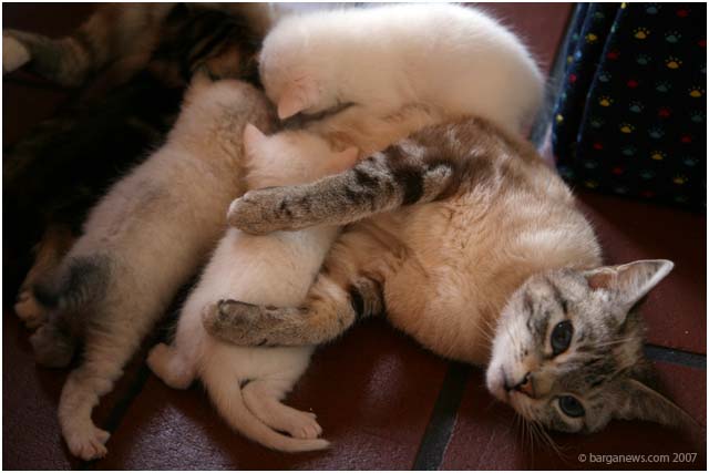 Barga Daily Image – 26 June 2007