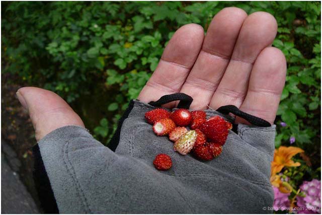 Barga Daily Image – 30 June 2007