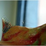 {barganews} Pietro Soriani at the Galleria Comunale