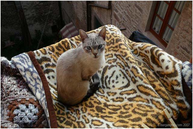 Barga Daily Image – 29 September 2007