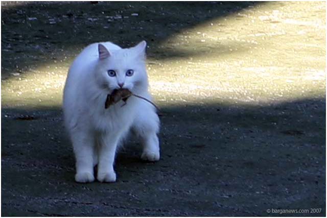 Barga Daily Image – 21 October 2007