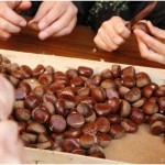 {barganews} Roast chestnuts in Barga Vecchia