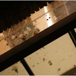 {barganews} Pigeons return to Palazzo Pancrazi