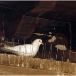 {barganews} Pigeons return to Palazzo Pancrazi