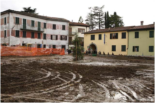 New Lebanese Cedar tree planted