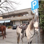 {barganews} Don Stefano blesses the animals