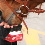 {barganews} Don Stefano blesses the animals