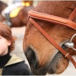 {barganews} Don Stefano blesses the animals