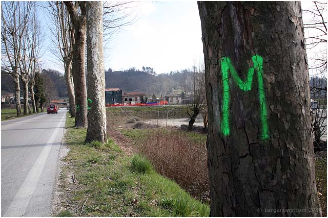 canker stain of plane trees attacking trees around barga