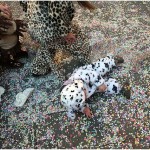 {barganews} Pentolaccia in Barga Vecchia