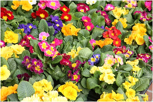 Barga Daily Image – 22 February 2008