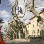 {barganews} Timing of pruning Plane trees questioned