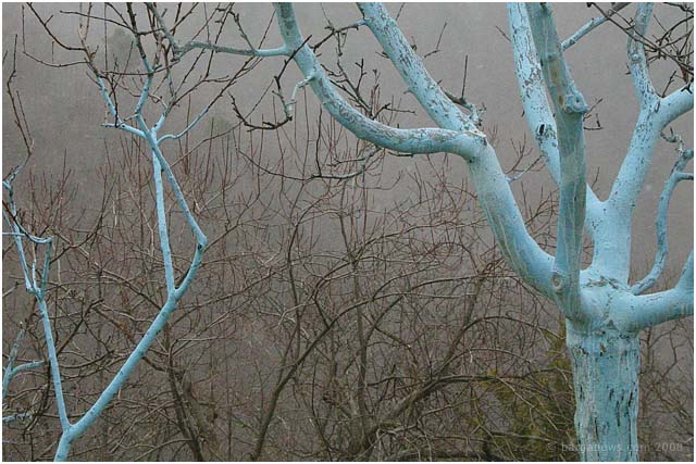 Barga Daily Image – 4 March 2008