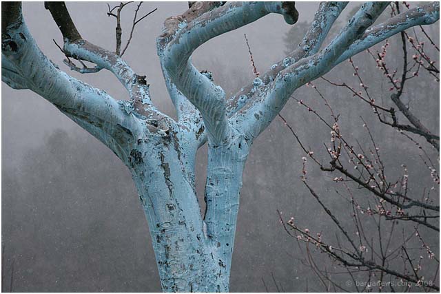 Blossom and blizzard at Sommocolonia