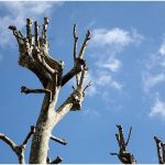 {barganews} Timing of pruning Plane trees questioned