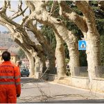 {barganews} Timing of pruning Plane trees questioned
