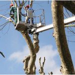 {barganews} Timing of pruning Plane trees questioned