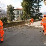{barganews} Timing of pruning Plane trees questioned