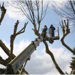 {barganews} Timing of pruning Plane trees questioned