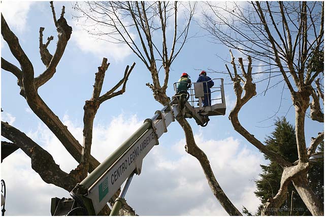 Timing of pruning Plane trees questioned