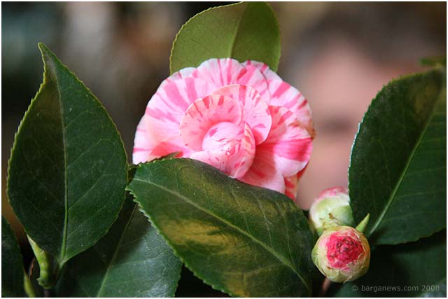 Barga Daily Image – 20 March 2008