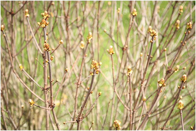 Barga Daily Image – 15 April 2008