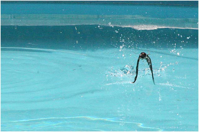 Barga Daily Image – 26 April 2008