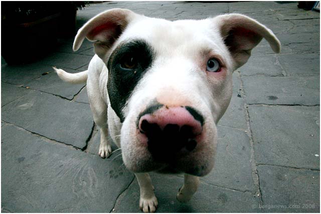 Barga Daily Image – 12 May 2008