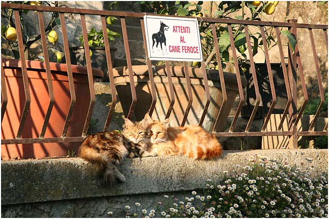 Barga Daily Image – 19 May 2008