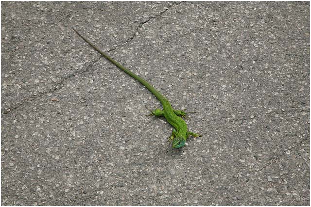 Barga Daily Image – 21 May 2008