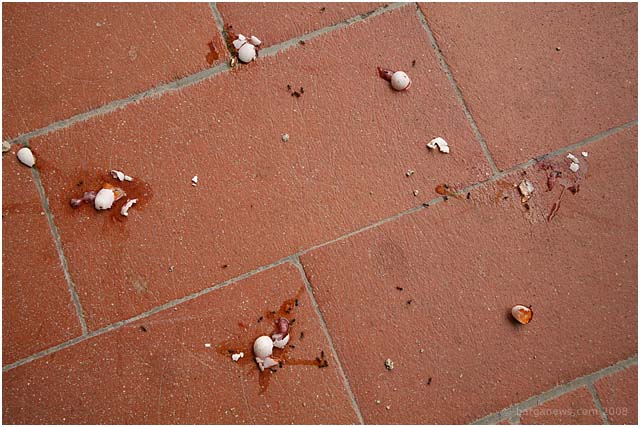 Barga Daily Image – 5 June 2008