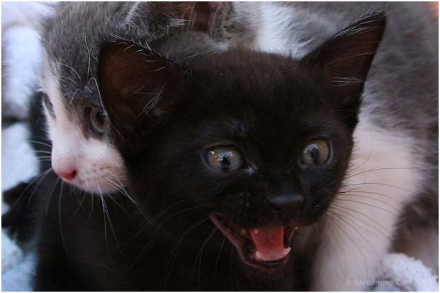 Barga Daily Image – 21 June 2008