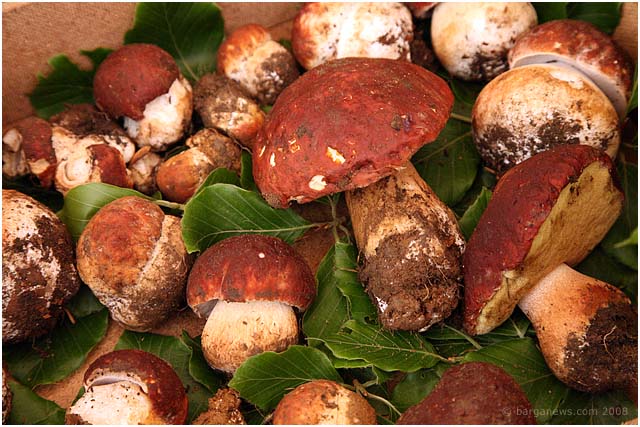 Barga Daily Image – 29 June 2008