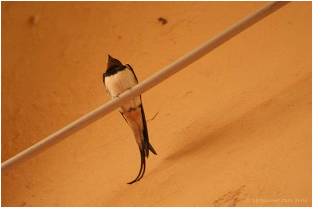 Barga Daily Image – 13 July 2008